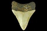 Fossil Megalodon Tooth - North Carolina #131586-2